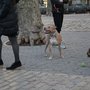 Photo of Pawfect Walks