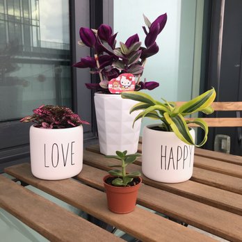 Lucky Flower Greenhouse - Nurseries & Gardening Near Me - Markham, Ontario Lucky Flower Greenhouse - Nurseries & Gardening Near Me - Markham, Ontario