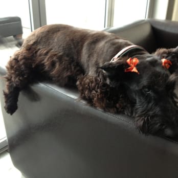 K9 Klipper - Katie loves her bows! - Pet Groomers Near Me - Huntington Beach, California