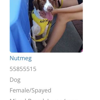 St Frances Animal Center - Nutmeg - available for adoption - Animal Shelters Near Me - Georgetown, South Carolina St Frances Animal Center - Nutmeg - available for adoption - Animal Shelters Near Me - Georgetown, South Carolina