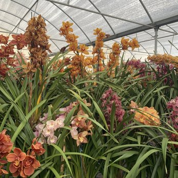 The Flower Fields - Venues & Event Spaces Near Me - Carlsbad, California The Flower Fields - Venues & Event Spaces Near Me - Carlsbad, California