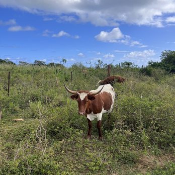 Gunstock Ranch - Horseback Riding Near Me - Laie, Hawaii Gunstock Ranch - Horseback Riding Near Me - Laie, Hawaii