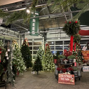 Seoane's Garden Center - Christmas in the garden center - Nurseries & Gardening Near Me - Abington, Massachusetts Seoane's Garden Center - Christmas in the garden center - Nurseries & Gardening Near Me - Abington, Massachusetts