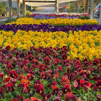 MJ Farm & Nursery - Greenhouse - Nurseries & Gardening Near Me - Keller, Texas MJ Farm & Nursery - Greenhouse - Nurseries & Gardening Near Me - Keller, Texas