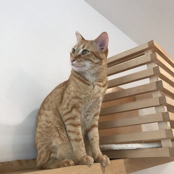 KitTea - Pet Adoption Near Me - San Francisco, California