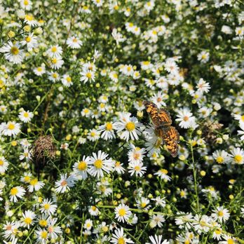 Fields of Flowers - Florists Near Me - Purcellville, Virginia Fields of Flowers - Florists Near Me - Purcellville, Virginia