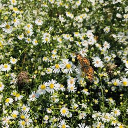 Fields of Flowers
