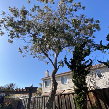 Castillo Tree Service - Tree in question - Tree Services Near Me - Hayward, California