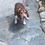 Photo of Puppy Friends Social Club