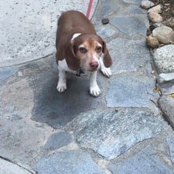 Puppy Friends Social Club - Frank a Puppy Friend Social Club Alumni he's been with us since day one :)