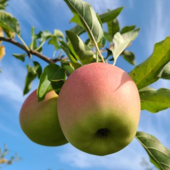 Brackett's Farm - two apples hanging from a tree - Farmers Market Near Me - Limington, Maine