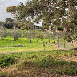 Werribee Open Range Zoo - Kangaroo