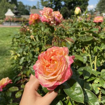 Central Park Rose Garden - Pinkish yellow roses - Parks Near Me - Schenectady, New York Central Park Rose Garden - Pinkish yellow roses - Parks Near Me - Schenectady, New York