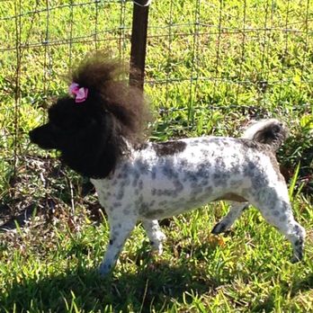 Petco - The groom was just what I wanted!!! - Pet Training Near Me - League City, Texas Petco - The groom was just what I wanted!!! - Pet Training Near Me - League City, Texas