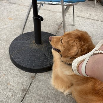 Summerlands Brewing - Dog friendly patio - Breweries Near Me - Holt, Michigan Summerlands Brewing - Dog friendly patio - Breweries Near Me - Holt, Michigan