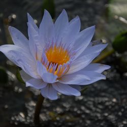 Aqualine Aquatic Plants & Waterfeatures - Pamela tropical waterlily