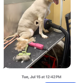 Paws & Parks - TEXT MESSAGE HE SENT SUGGESTING HE GROOM HIM LIKE HIS HUSKY - Pet Groomers Near Me - Lawrenceville, Georgia Paws & Parks - TEXT MESSAGE HE SENT SUGGESTING HE GROOM HIM LIKE HIS HUSKY - Pet Groomers Near Me - Lawrenceville, Georgia