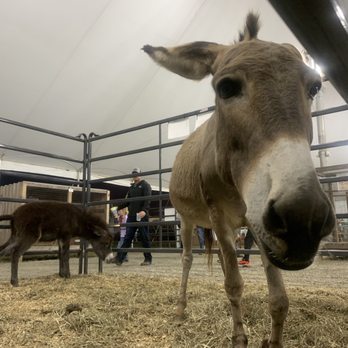State Fair of Virginia - Festivals Near Me - Doswell, Virginia State Fair of Virginia - Festivals Near Me - Doswell, Virginia