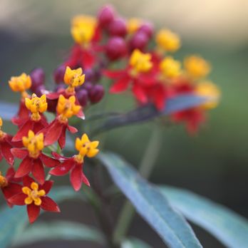 Dos Pueblos Orchid Farm - Beautiful flowers inside the greenhouse of Dos Pueblos Orchid Farm. - Venues & Event Spaces Near Me - Goleta, California Dos Pueblos Orchid Farm - Beautiful flowers inside the greenhouse of Dos Pueblos Orchid Farm. - Venues & Event Spaces Near Me - Goleta, California