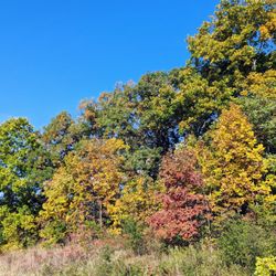 Meacham Grove Forest Preserve - Fall colors