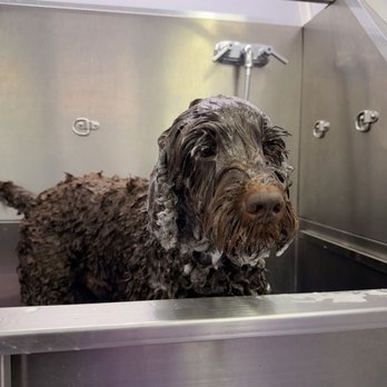JYLAX - Pet Groomers Near Me - Encino, California JYLAX - Pet Groomers Near Me - Encino, California