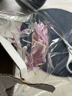 Philly Flowers and Edibles by null