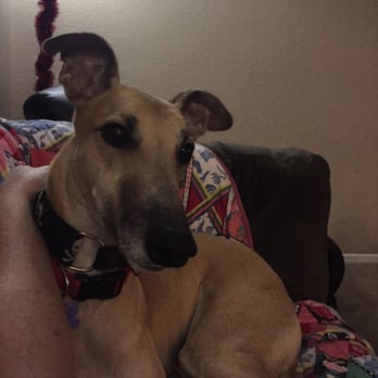Apache Greyhound Park - Rex in retirement - Sports Bars Near Me - Apache Junction, Arizona