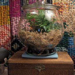 I fashioned this terrarium from a glass cookie jar. Do you like it? Glenn I fashioned this terrarium from a glass cookie jar. Do you like it? Glenn