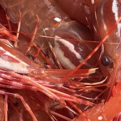 Fishermen’s Market  - live SPOT PRAWNS ($35 per pound)