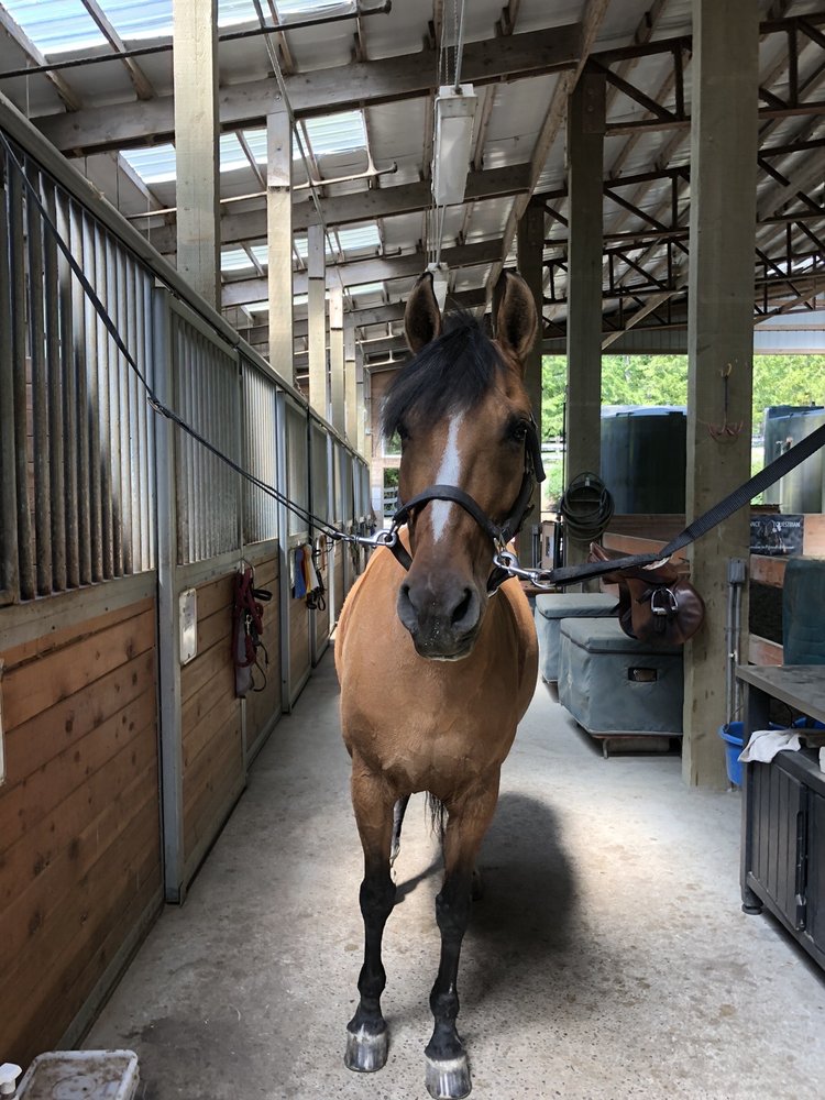 Sundance Equestrian - equestrian in Woodinville, WA
