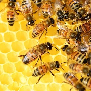 911 Honey Bee Removal - Pest Control Near Me - Katy, Texas