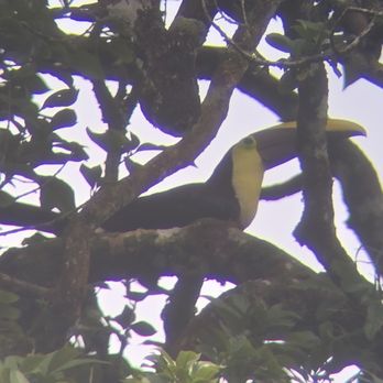 Fisheye Scuba - Toucan Sam? - Scuba Diving Near Me - Granite Bay, California