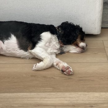 Celebration Dog Park - Tired Dog! - Dog Parks Near Me - Celebration, Florida