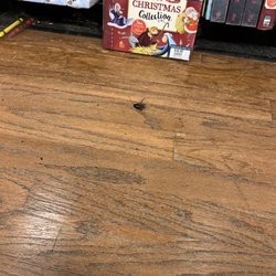 2nd & Charles - Dead roaches