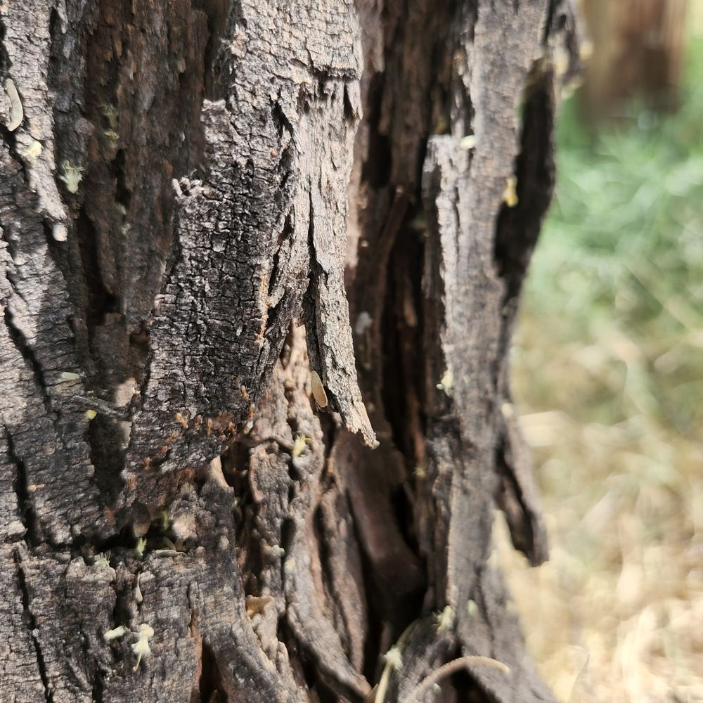 Preferred Pest Control - veterans service organization in Green Valley, AZ