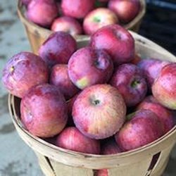 Sunhigh Orchard - Cortland apples, great for baking and applesauce!