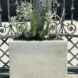 These are the plants I just potted into this planter - Sage - Rosemary - Sage . They seem to be very happy in full sun These are the plants I just potted into this planter - Sage - Rosemary - Sage . They seem to be very happy in full sun