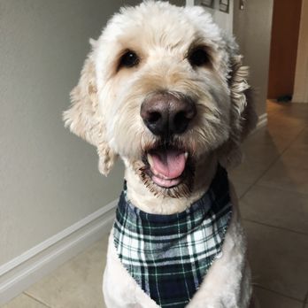 The Grateful Dog - Pet Groomers Near Me - Clackamas, Oregon The Grateful Dog - Pet Groomers Near Me - Clackamas, Oregon