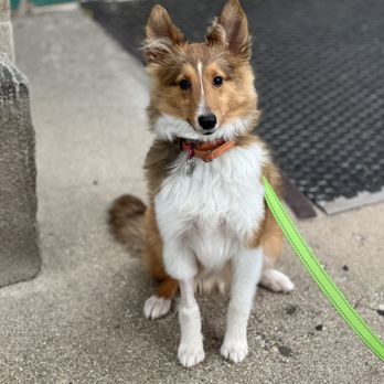 Border Tails Rescue - The best adopted puppy in the whole universe! Thanks BTR - Pet Adoption Near Me - Northbrook, Illinois