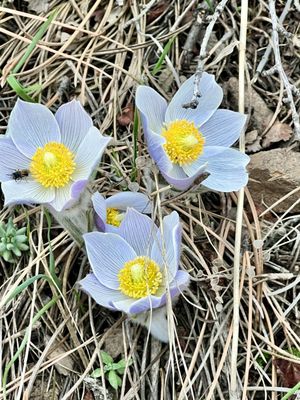 Windy Saddle Park by null