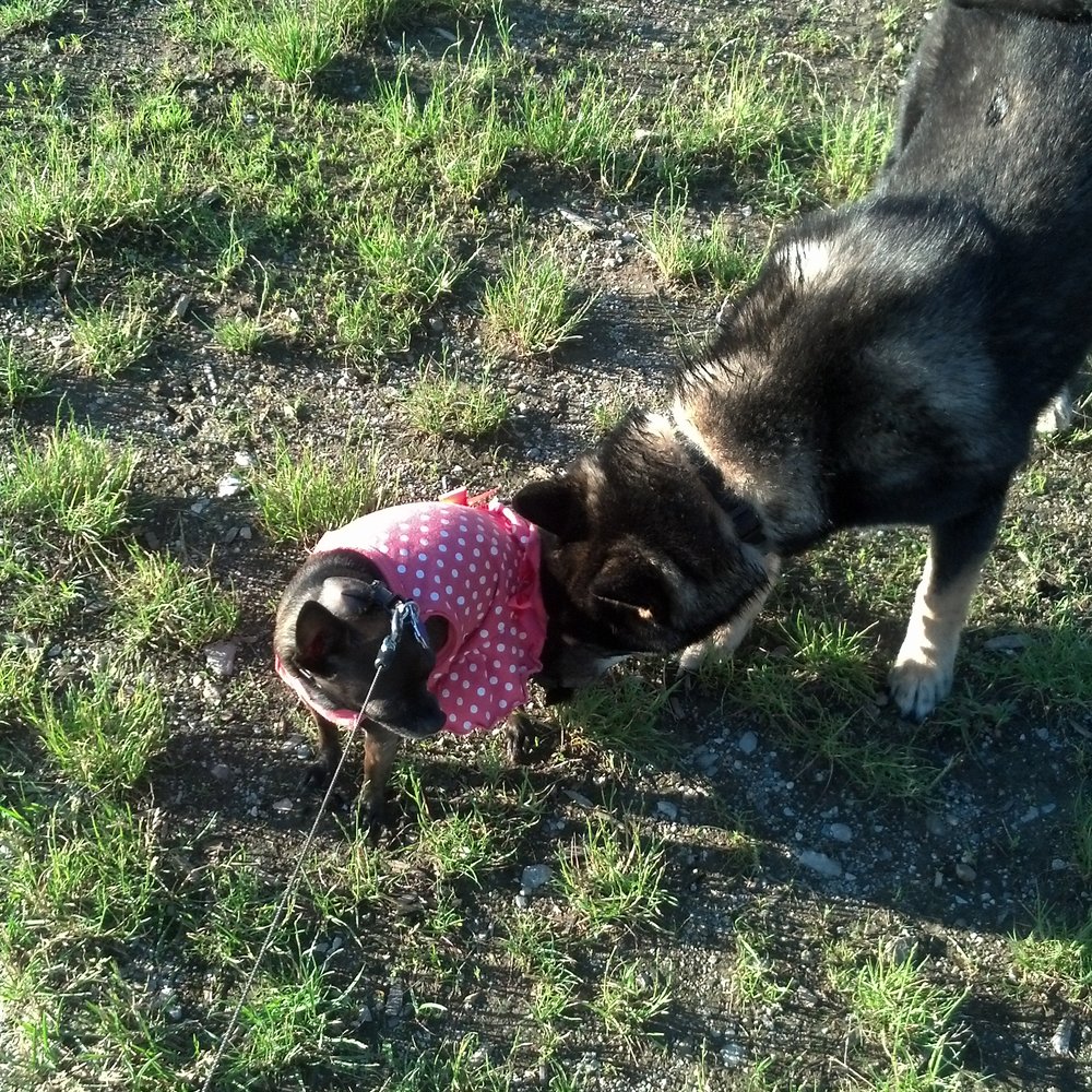 Red Oaks Dog Park - Pets Near Me - Madison Heights, Michigan Red Oaks Dog Park - Pets Near Me - Madison Heights, Michigan