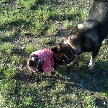 Red Oaks Dog Park - Pets Near Me - Madison Heights, Michigan