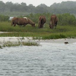 Three Assateague horses.