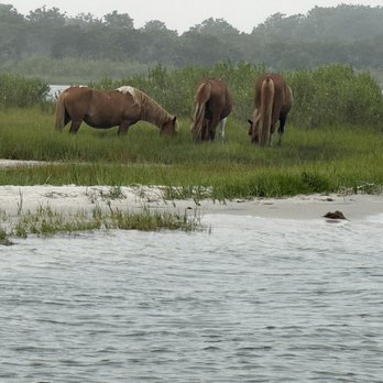 O.C. Bay Hopper - Three Assateague horses. - Boat Tours Near Me - Ocean City, Maryland O.C. Bay Hopper - Three Assateague horses. - Boat Tours Near Me - Ocean City, Maryland
