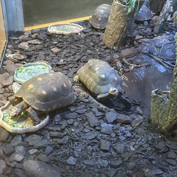 Liberty Science Center - Turtles - Museums Near Me - Jersey City, New Jersey Liberty Science Center - Turtles - Museums Near Me - Jersey City, New Jersey