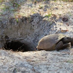 John S Burks Memorial Park - Florida Gopher Tortoise