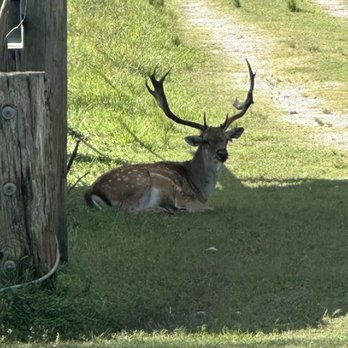 Safari Wilderness Ranch - Tours Near Me - Lakeland, Florida Safari Wilderness Ranch - Tours Near Me - Lakeland, Florida