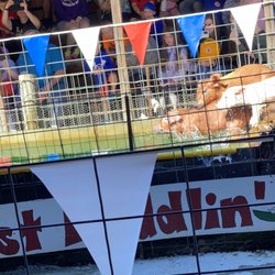 Hillcrest Orchards - Swimming pigs