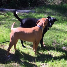 Dogs happy Dogs happy