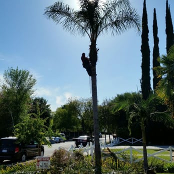 Rick's Palm Tree Service - Tree Services Near Me Rick's Palm Tree Service - Tree Services Near Me